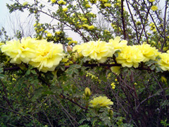 河南鄢陵黄刺梅基地黄刺梅批发价格